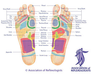 Foot Reflexology. Footmap plantar